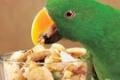 Лакомства для птиц
