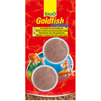 Tetra Gold fish Holiday