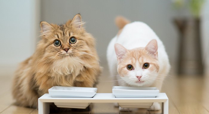 Сухой корм для котов и кошек.jpg