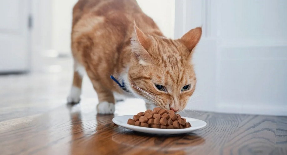 Сухой корм для котов и кошек3.jpg